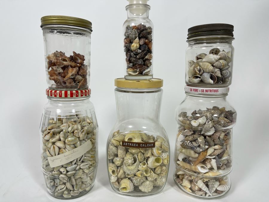 Collection Of Organic Seashells Mainly From The South Pacific Ocean (6 Jars) [Photo 3]