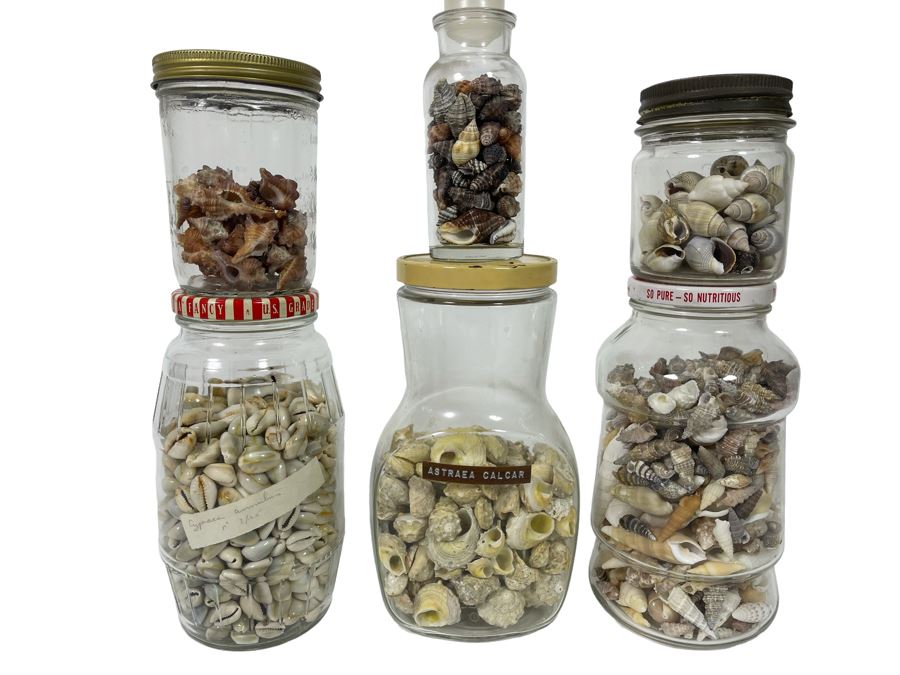 Collection Of Organic Seashells Mainly From The South Pacific Ocean (6 Jars) [Photo 1]
