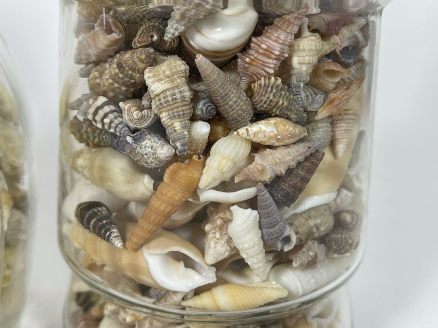 Collection Of Organic Seashells Mainly From The South Pacific Ocean (6 Jars) [Photo 8]