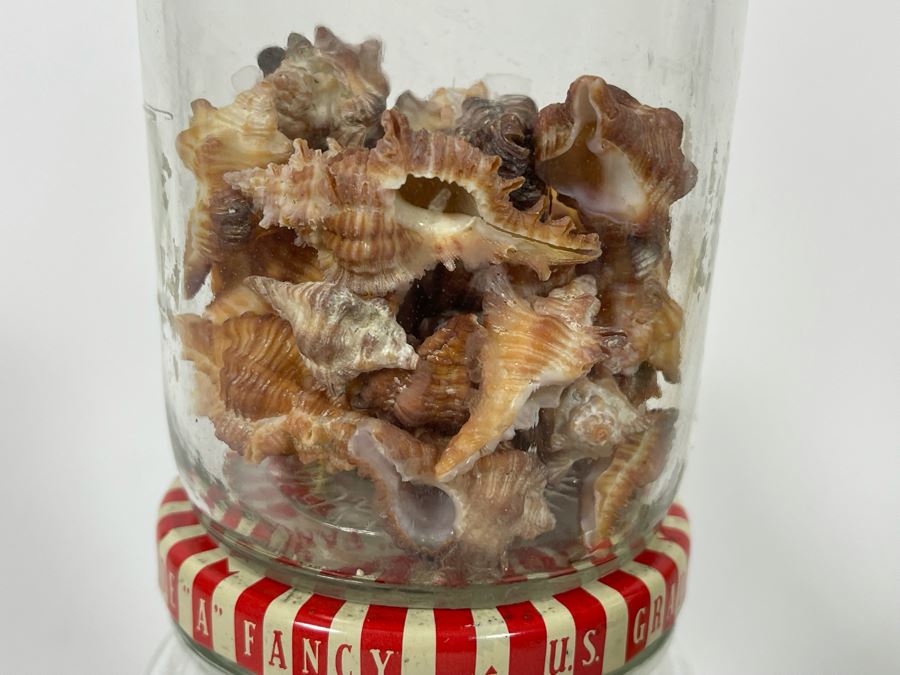 Collection Of Organic Seashells Mainly From The South Pacific Ocean (6 Jars) [Photo 14]