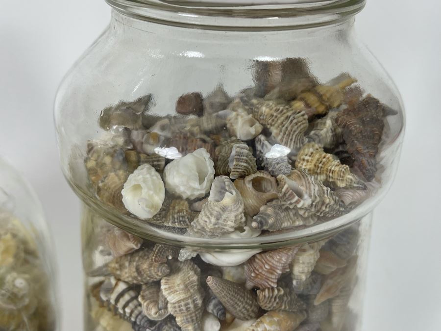 Collection Of Organic Seashells Mainly From The South Pacific Ocean (6 Jars) [Photo 9]