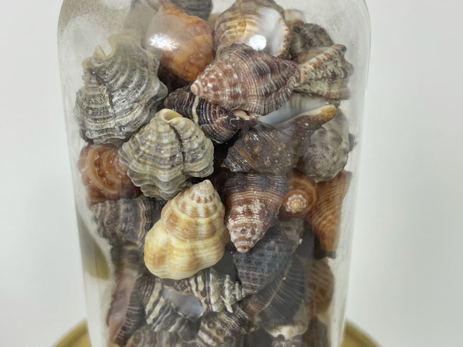 Collection Of Organic Seashells Mainly From The South Pacific Ocean (6 Jars) [Photo 12]