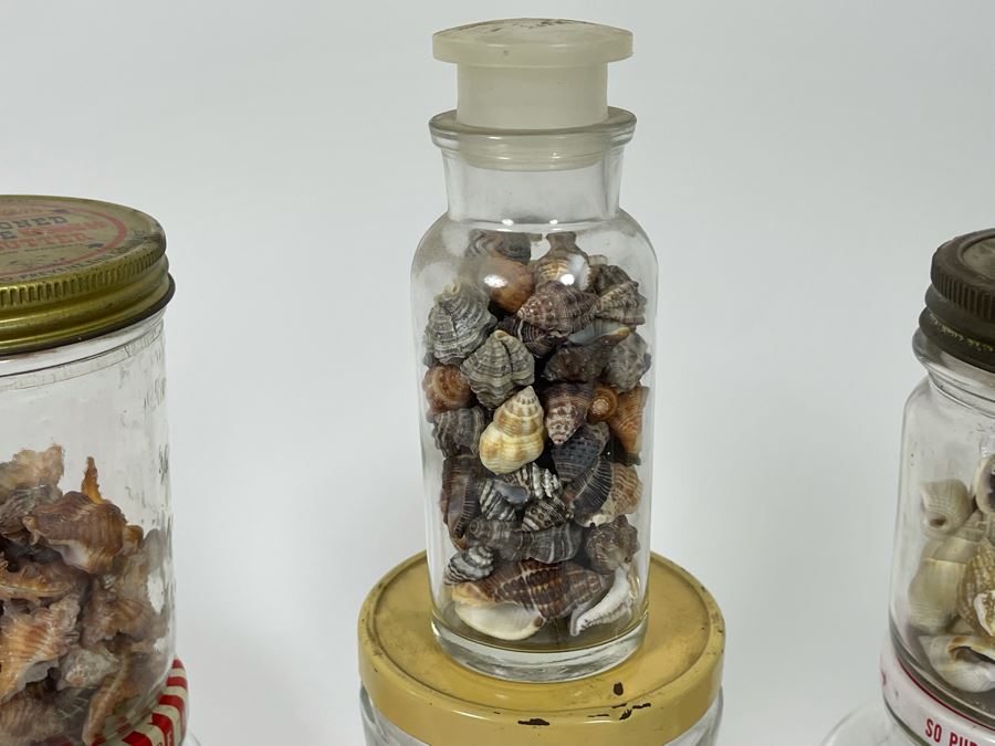 Collection Of Organic Seashells Mainly From The South Pacific Ocean (6 Jars) [Photo 16]