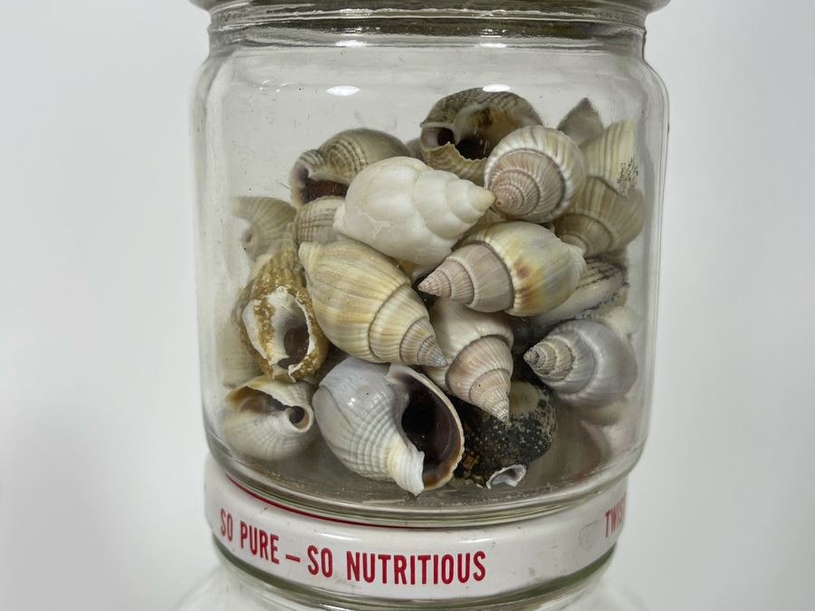 Collection Of Organic Seashells Mainly From The South Pacific Ocean (6 Jars) [Photo 10]