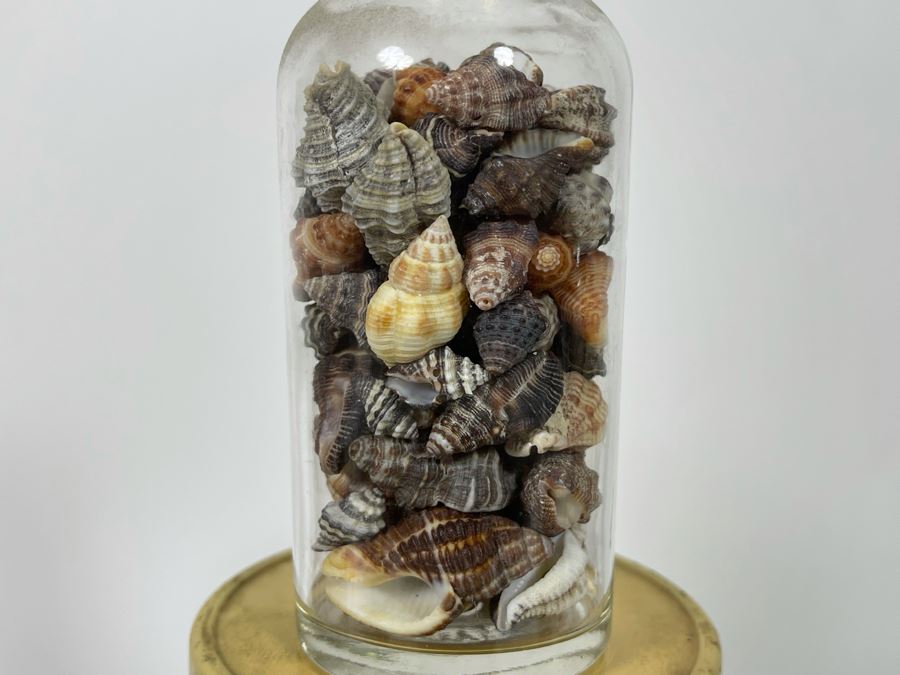 Collection Of Organic Seashells Mainly From The South Pacific Ocean (6 Jars) [Photo 11]
