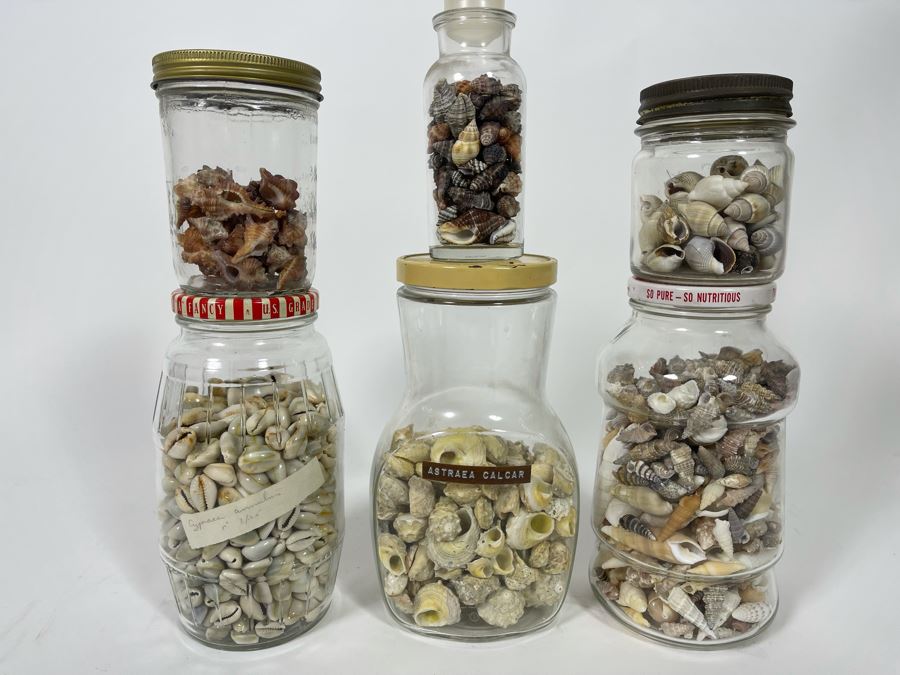 Collection Of Organic Seashells Mainly From The South Pacific Ocean (6 Jars) [Photo 2]
