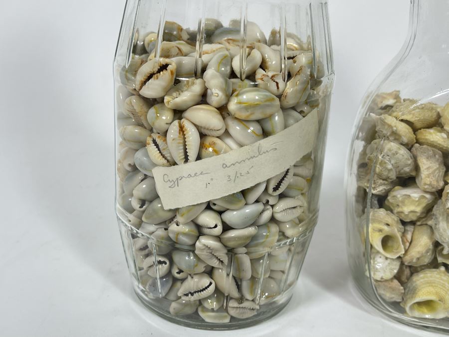 Collection Of Organic Seashells Mainly From The South Pacific Ocean (6 Jars) [Photo 5]