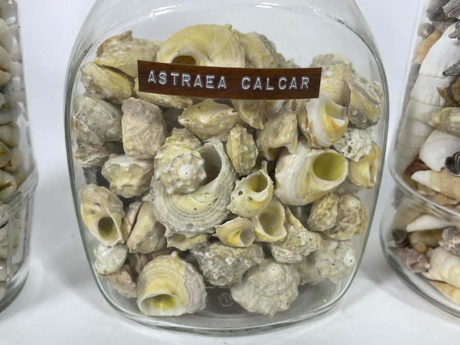 Collection Of Organic Seashells Mainly From The South Pacific Ocean (6 Jars) [Photo 4]