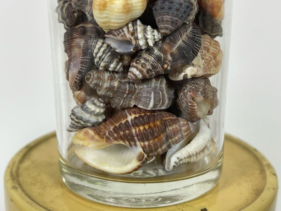 Collection Of Organic Seashells Mainly From The South Pacific Ocean (6 Jars) [Photo 13]