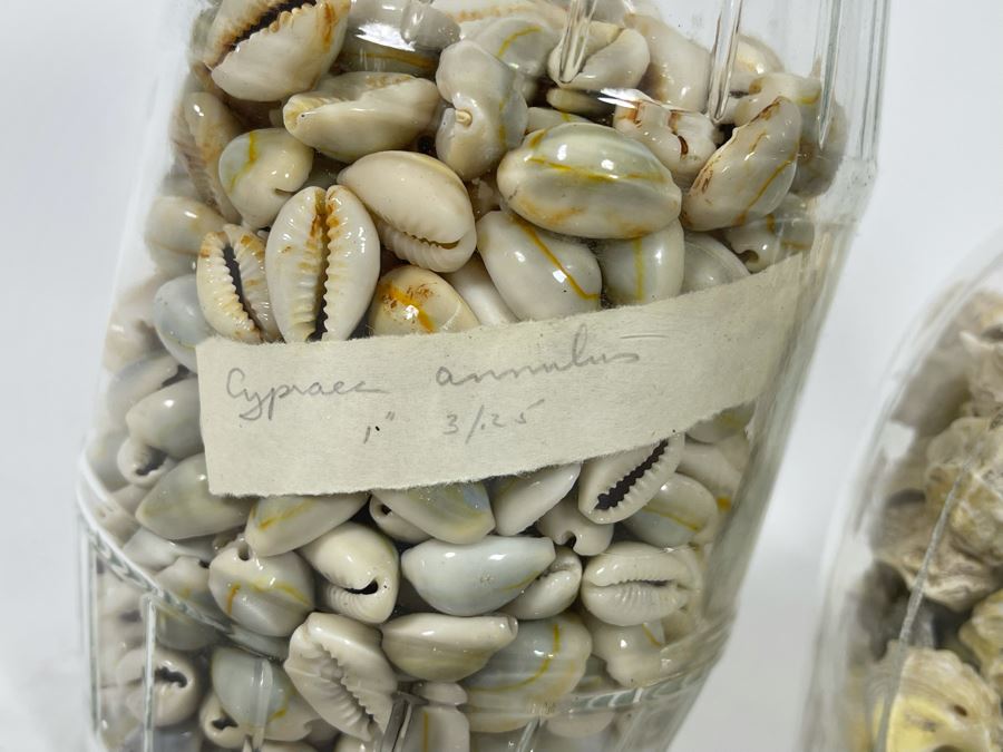 Collection Of Organic Seashells Mainly From The South Pacific Ocean (6 Jars) [Photo 6]