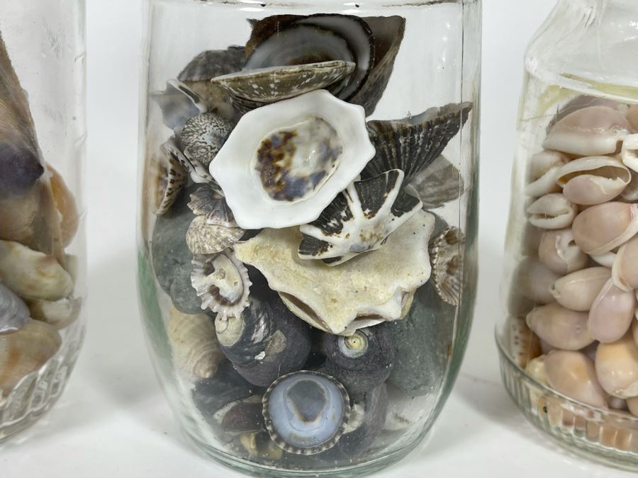 Collection Of Organic Seashells Mainly From The South Pacific Ocean (6 Jars) [Photo 4]