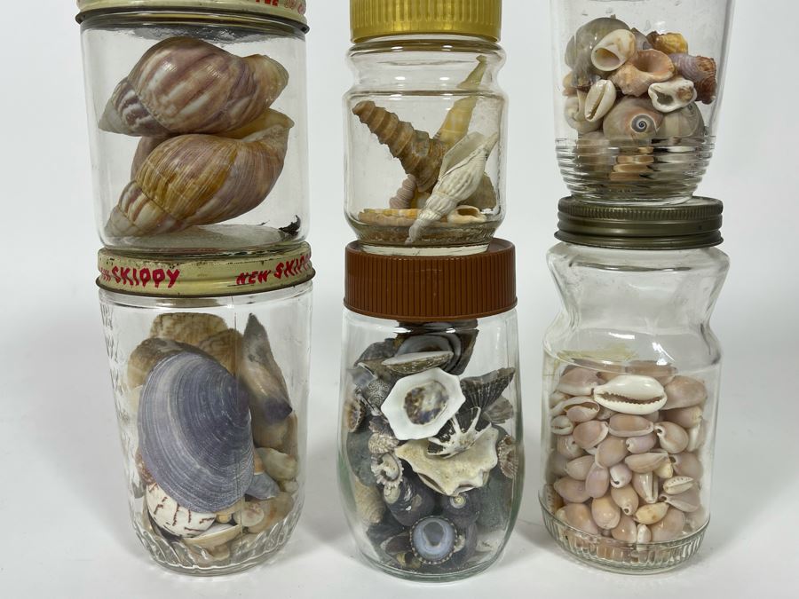 Collection Of Organic Seashells Mainly From The South Pacific Ocean (6 Jars) [Photo 2]