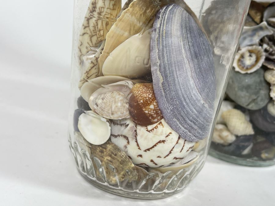 Collection Of Organic Seashells Mainly From The South Pacific Ocean (6 Jars) [Photo 6]