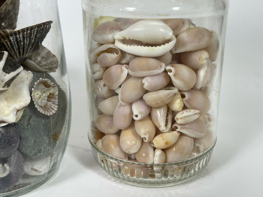 Collection Of Organic Seashells Mainly From The South Pacific Ocean (6 Jars) [Photo 7]
