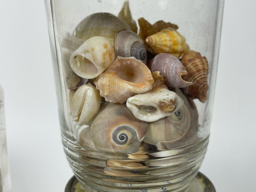 Collection Of Organic Seashells Mainly From The South Pacific Ocean (6 Jars) [Photo 8]