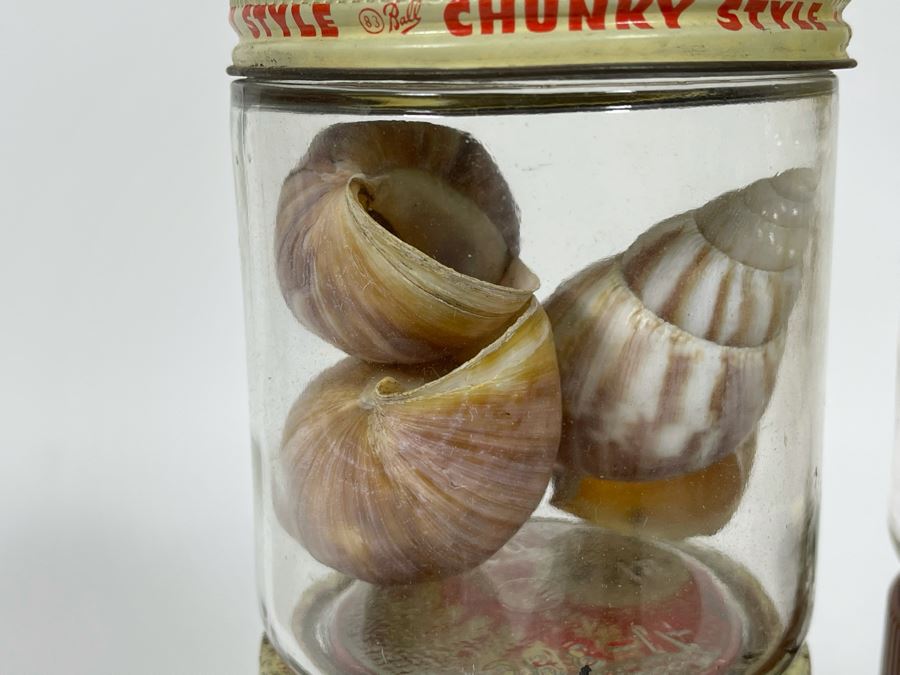 Collection Of Organic Seashells Mainly From The South Pacific Ocean (6 Jars) [Photo 13]