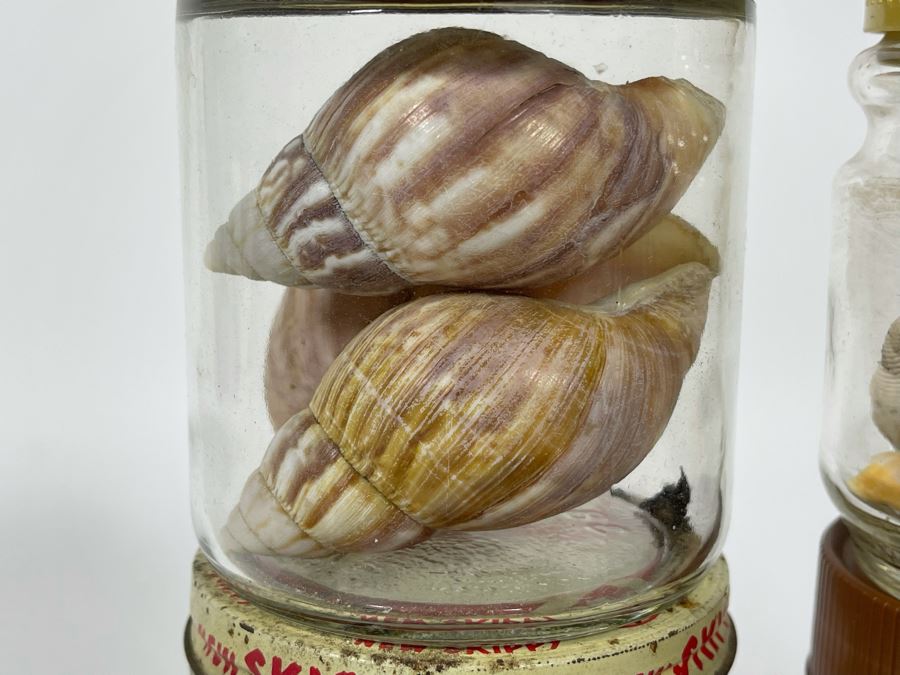 Collection Of Organic Seashells Mainly From The South Pacific Ocean (6 Jars) [Photo 12]