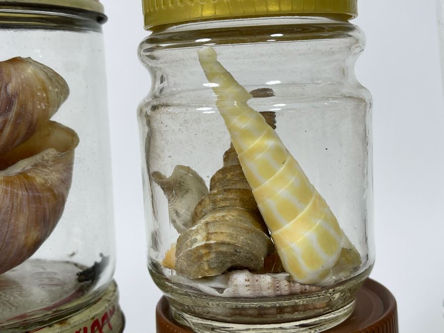 Collection Of Organic Seashells Mainly From The South Pacific Ocean (6 Jars) [Photo 11]
