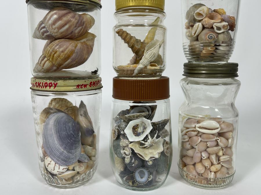 Collection Of Organic Seashells Mainly From The South Pacific Ocean (6 Jars) [Photo 3]