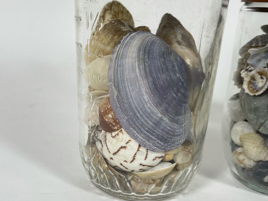 Collection Of Organic Seashells Mainly From The South Pacific Ocean (6 Jars) [Photo 5]