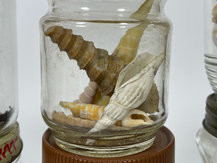 Collection Of Organic Seashells Mainly From The South Pacific Ocean (6 Jars) [Photo 10]