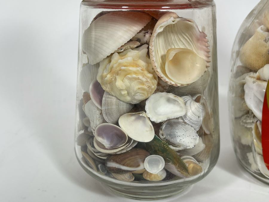 Collection Of Organic Seashells Mainly From The South Pacific Ocean (6