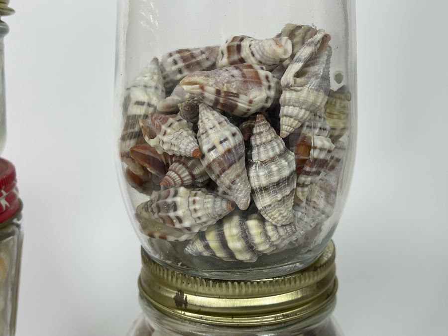 Collection Of Organic Seashells Mainly From The South Pacific Ocean (6
