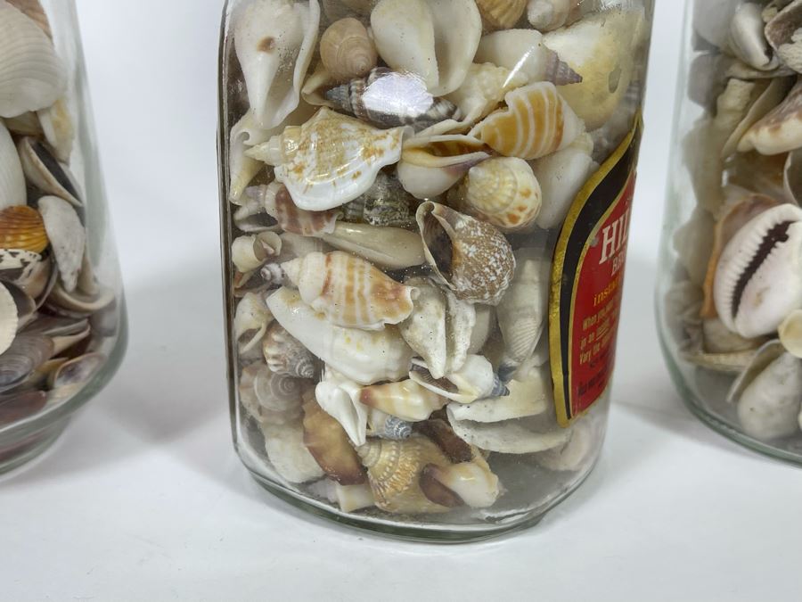 Collection Of Organic Seashells Mainly From The South Pacific Ocean (6 Jars) [Photo 10]