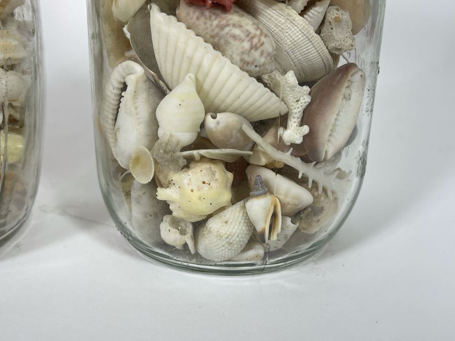 Collection Of Organic Seashells Mainly From The South Pacific Ocean (6 Jars) [Photo 6]
