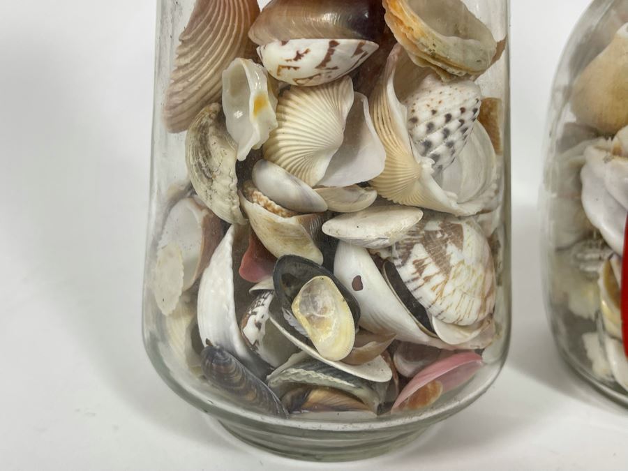 Collection Of Organic Seashells Mainly From The South Pacific Ocean (6