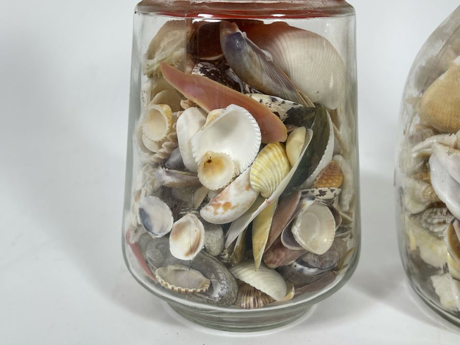 Collection Of Organic Seashells Mainly From The South Pacific Ocean (6 Jars) [Photo 14]