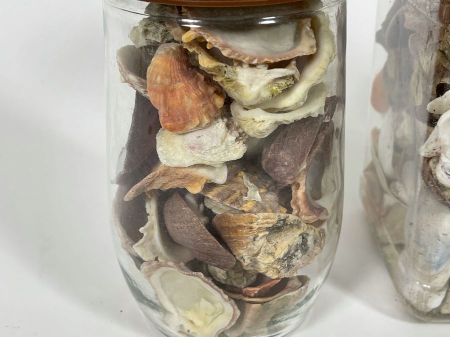 Collection Of Organic Seashells Mainly From The South Pacific Ocean (6