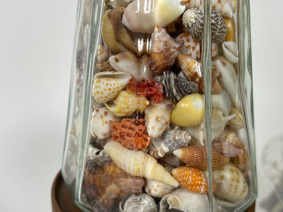 Collection Of Organic Seashells Mainly From The South Pacific Ocean (6 Jars) [Photo 15]