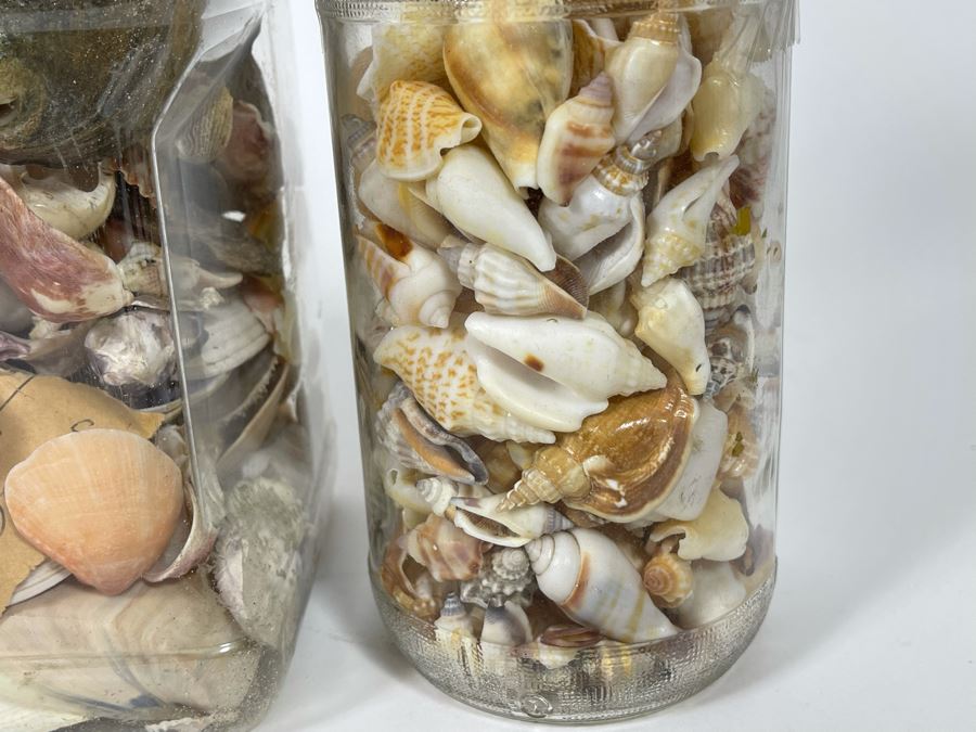 Collection Of Organic Seashells Mainly From The South Pacific Ocean (6
