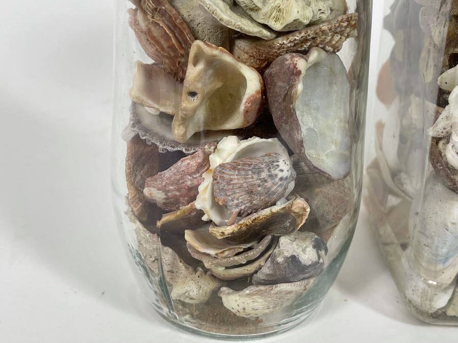 Collection Of Organic Seashells Mainly From The South Pacific Ocean (6 Jars) [Photo 17]