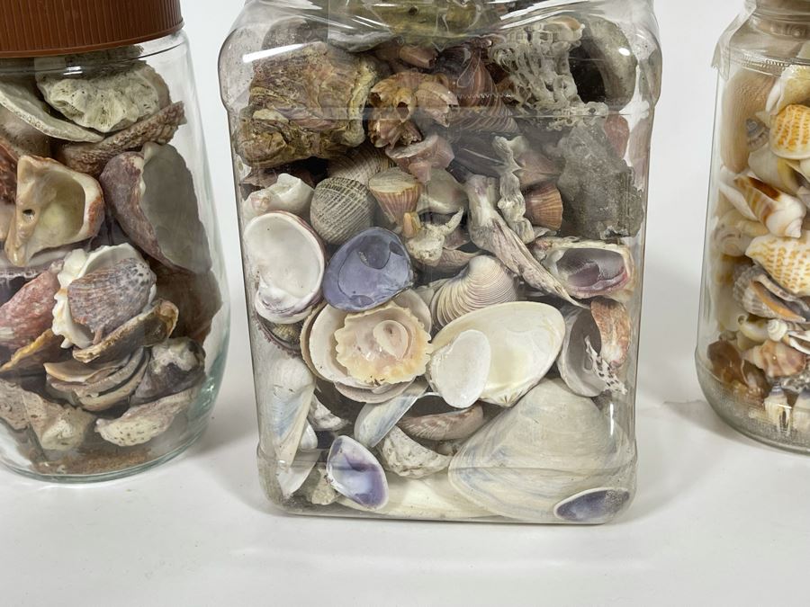 Collection Of Organic Seashells Mainly From The South Pacific Ocean (6 Jars) [Photo 12]