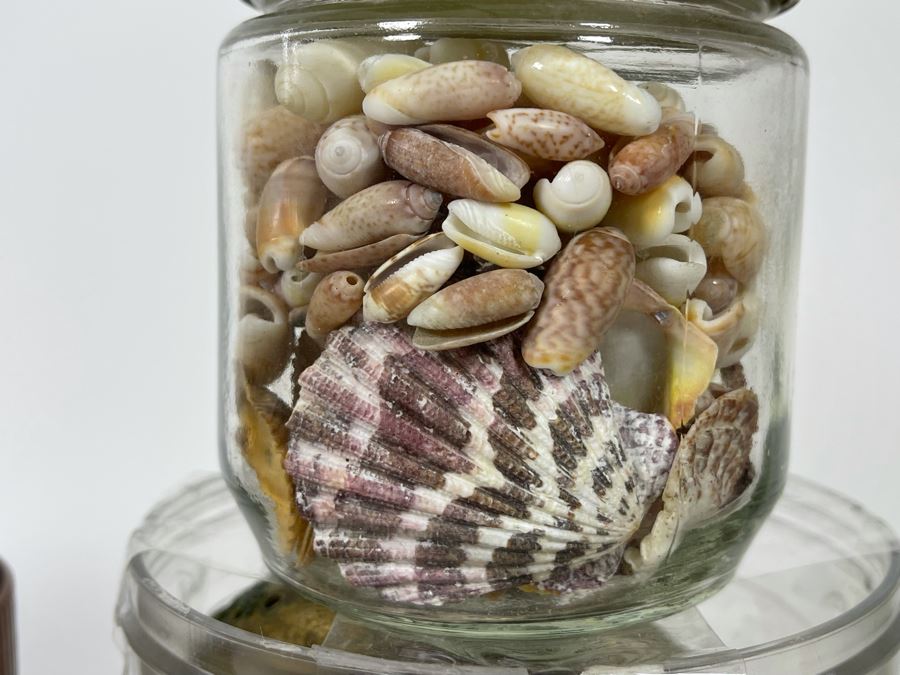 Collection Of Organic Seashells Mainly From The South Pacific Ocean (6