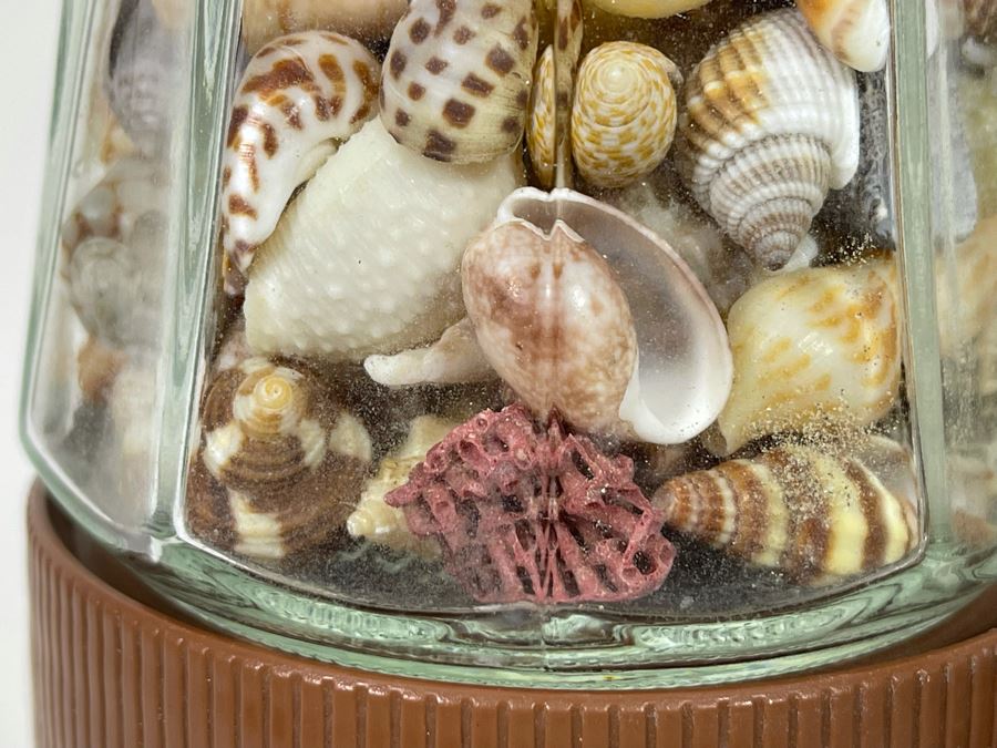 Collection Of Organic Seashells Mainly From The South Pacific Ocean (6 Jars) [Photo 10]