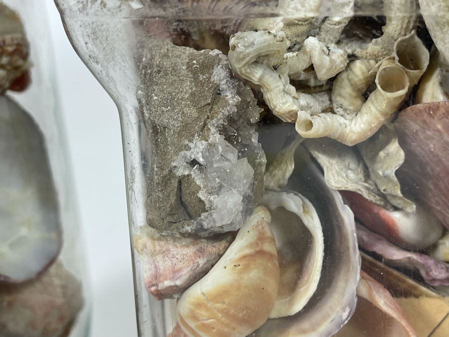 Collection Of Organic Seashells Mainly From The South Pacific Ocean (6 Jars) [Photo 3]