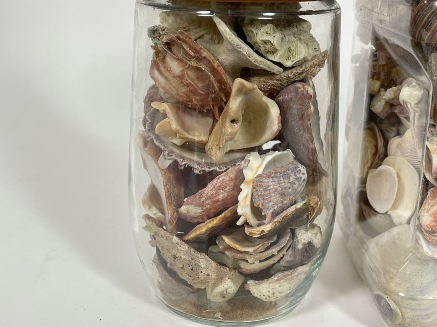 Collection Of Organic Seashells Mainly From The South Pacific Ocean (6