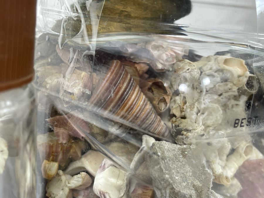 Collection Of Organic Seashells Mainly From The South Pacific Ocean (6 Jars) [Photo 4]