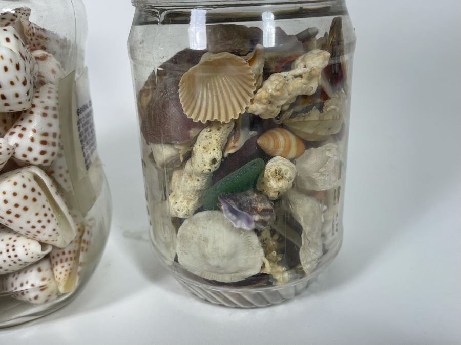 Collection Of Organic Seashells Mainly From The South Pacific Ocean (6 Jars) [Photo 9]