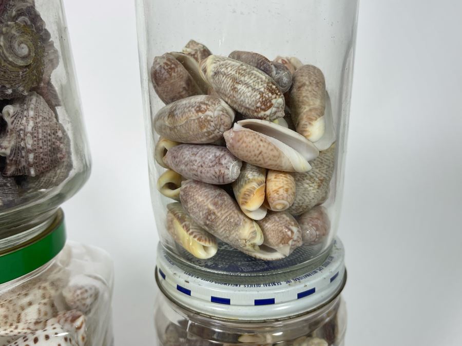 Collection Of Organic Seashells Mainly From The South Pacific Ocean (6