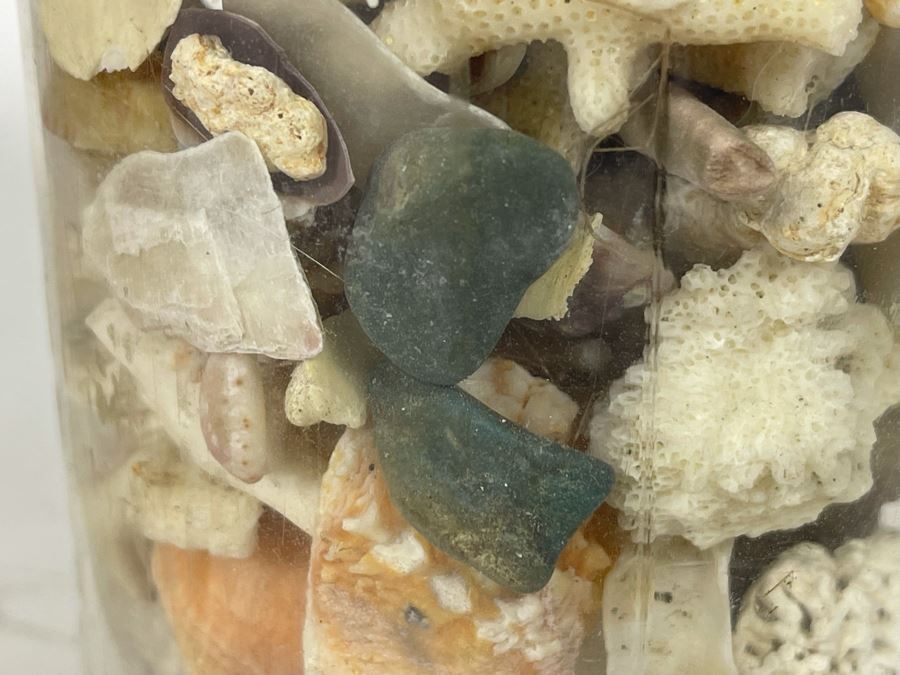 Collection Of Organic Seashells Mainly From The South Pacific Ocean (6 Jars) [Photo 11]