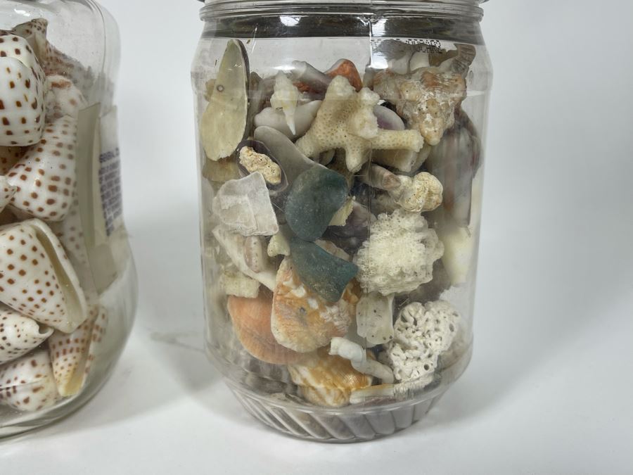 Collection Of Organic Seashells Mainly From The South Pacific Ocean (6 Jars) [Photo 10]