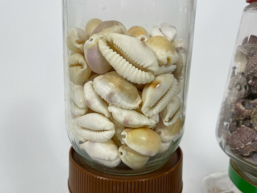 Collection Of Organic Seashells Mainly From The South Pacific Ocean (6 Jars) [Photo 7]
