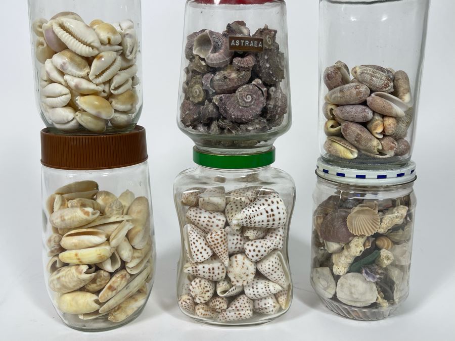 Collection Of Organic Seashells Mainly From The South Pacific Ocean (6