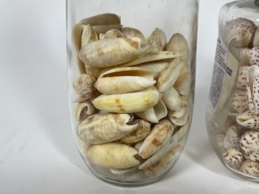 Collection Of Organic Seashells Mainly From The South Pacific Ocean (6 Jars) [Photo 8]