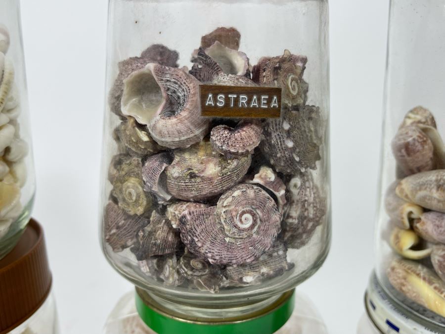 Collection Of Organic Seashells Mainly From The South Pacific Ocean (6 Jars) [Photo 4]