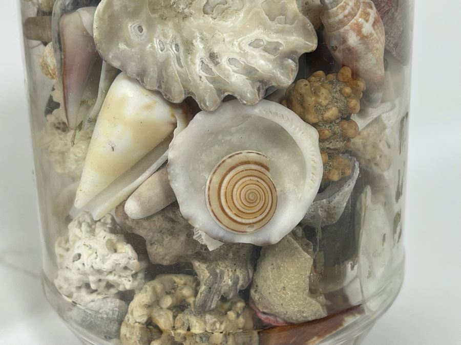 Collection Of Organic Seashells Mainly From The South Pacific Ocean (6